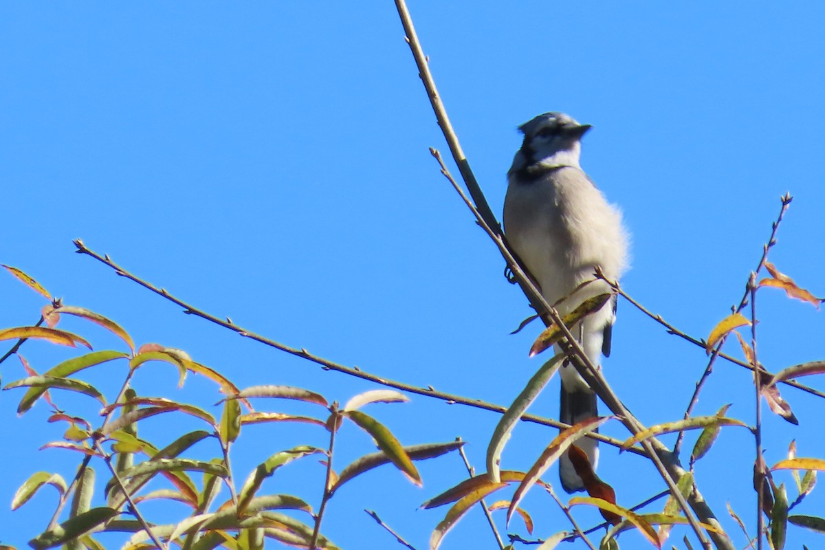 sojka chocholatá - ML644813449