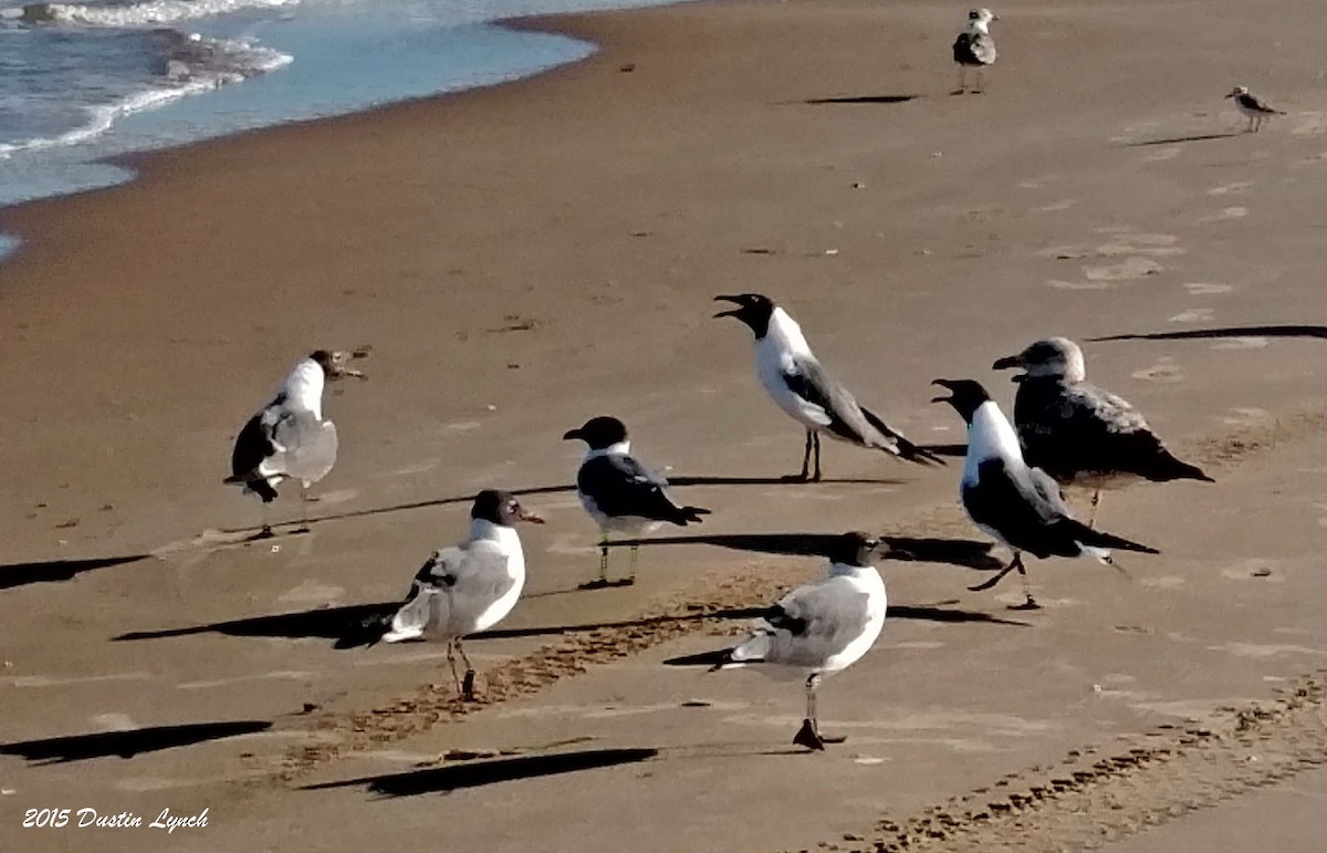 Ацтекская чайка - ML644813459