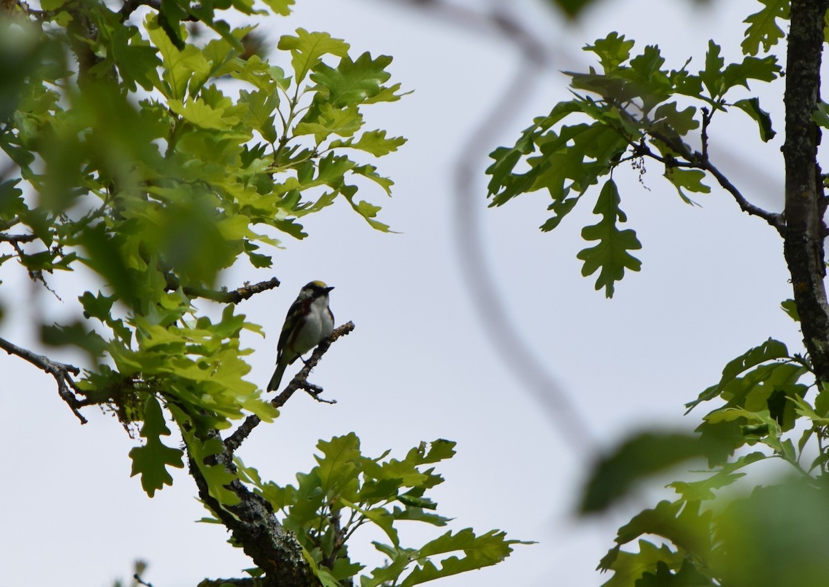 Пісняр-лісовик рудобокий - ML644813464