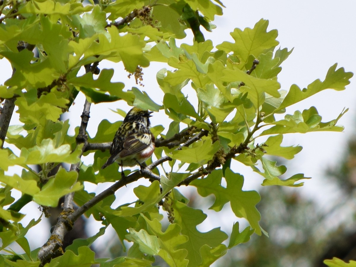 Пісняр-лісовик рудобокий - ML644813465