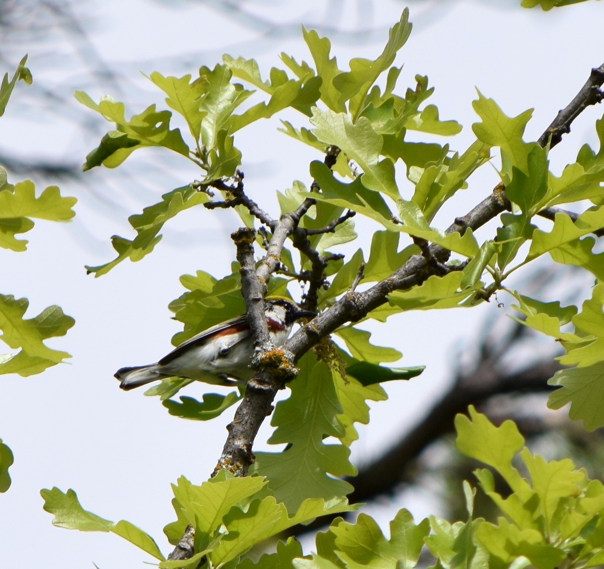 Пісняр-лісовик рудобокий - ML644813466