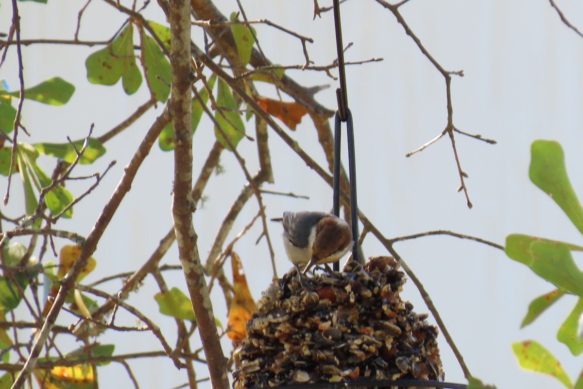 Brown-headed Nuthatch - ML644813482