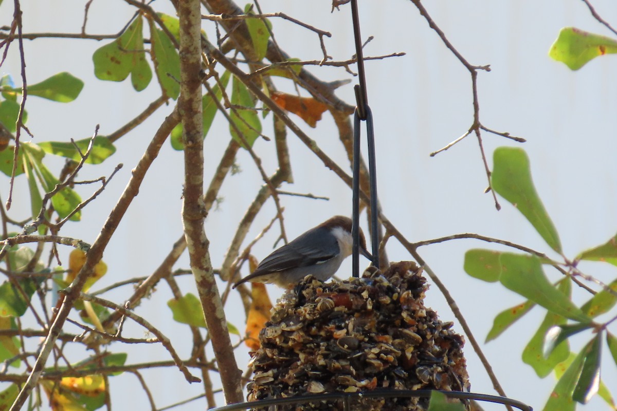 Brown-headed Nuthatch - ML644813483