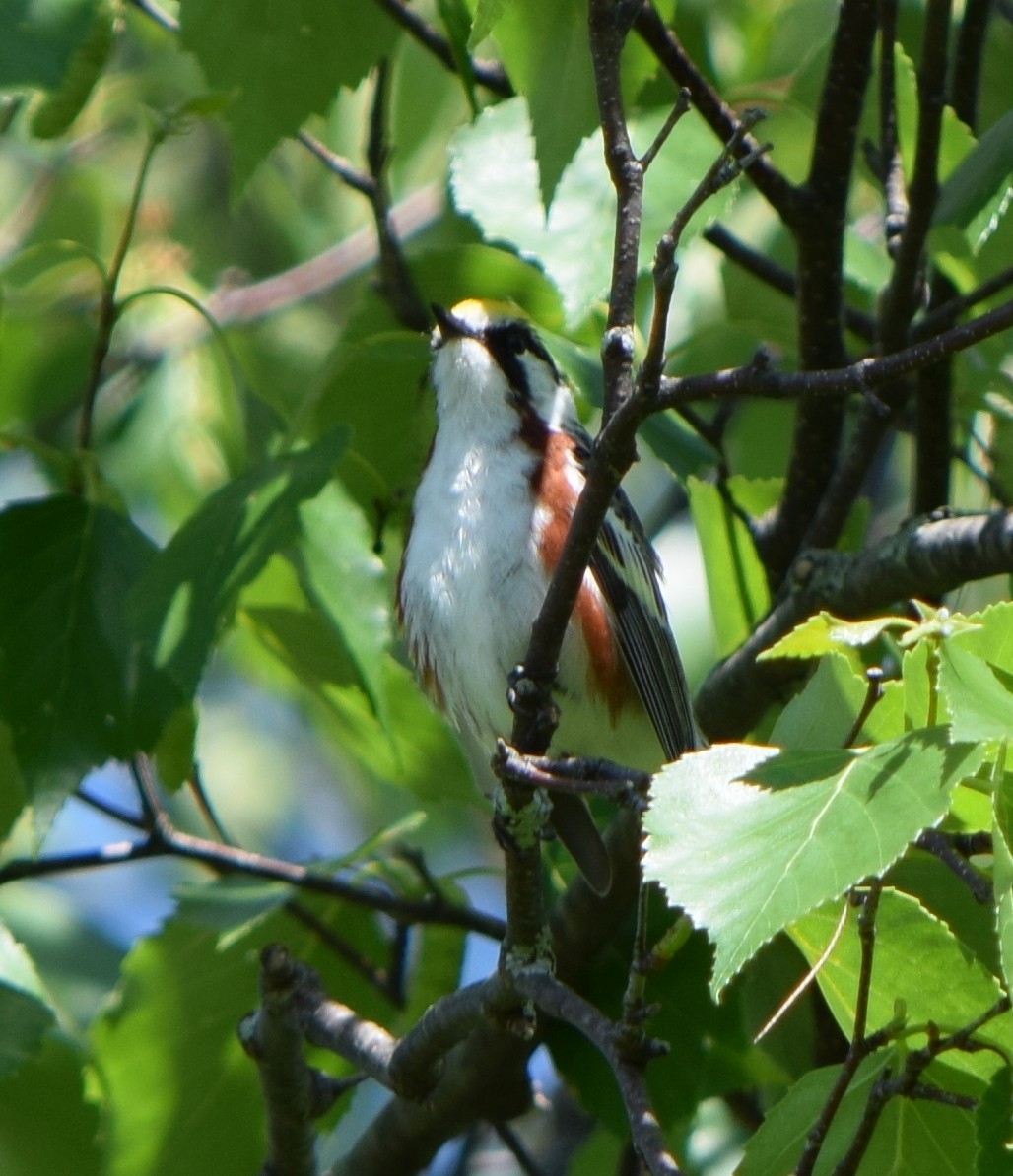 Пісняр-лісовик рудобокий - ML644813484