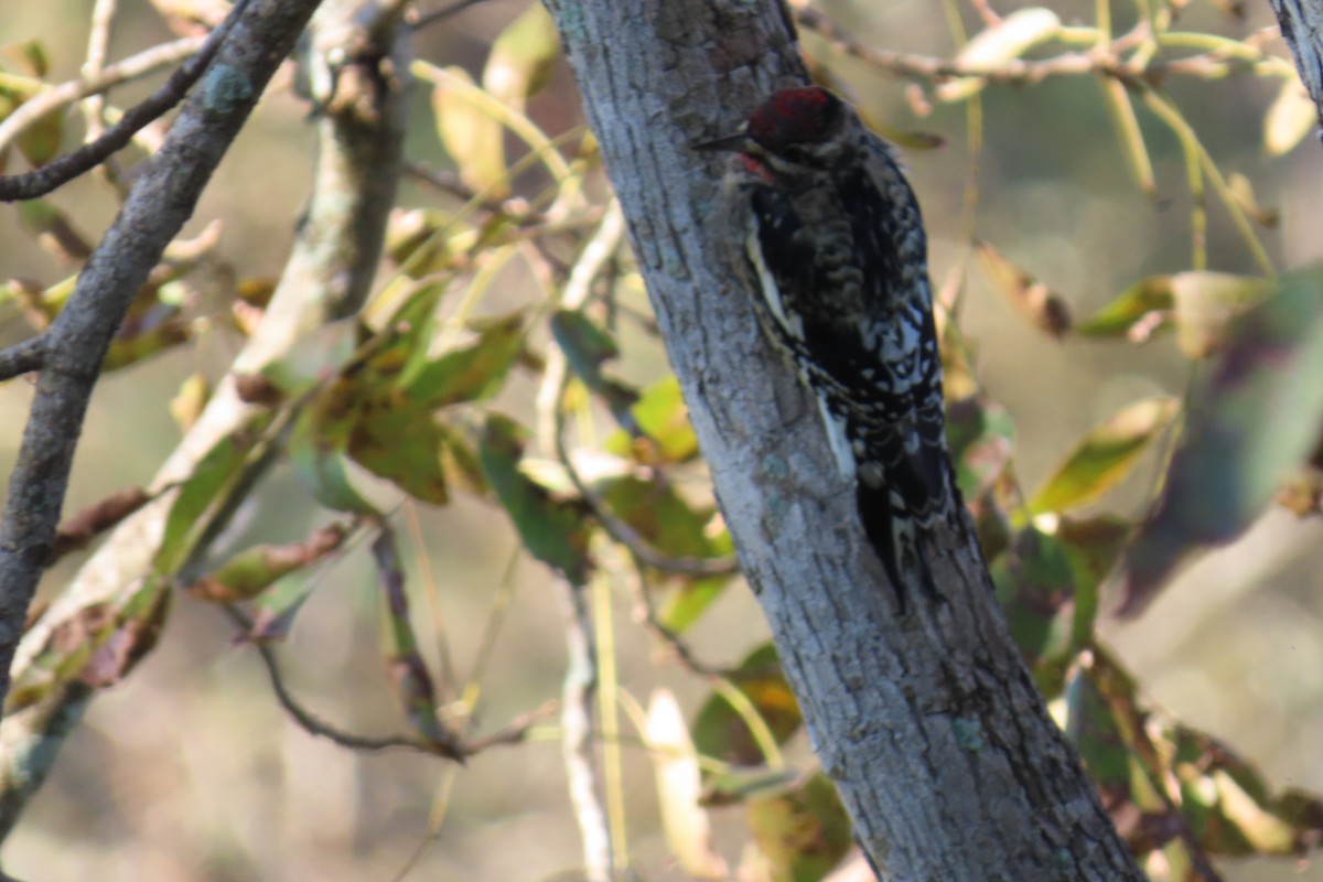 Gelbbauch-Saftlecker - ML644813500