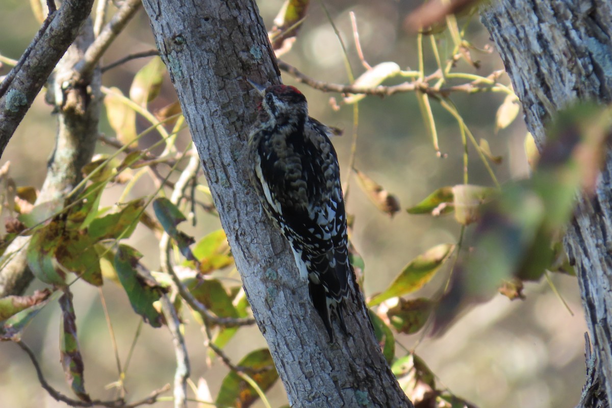 Gelbbauch-Saftlecker - ML644813505