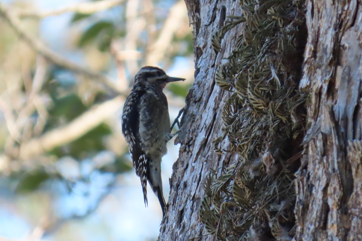 Gelbbauch-Saftlecker - ML644813506