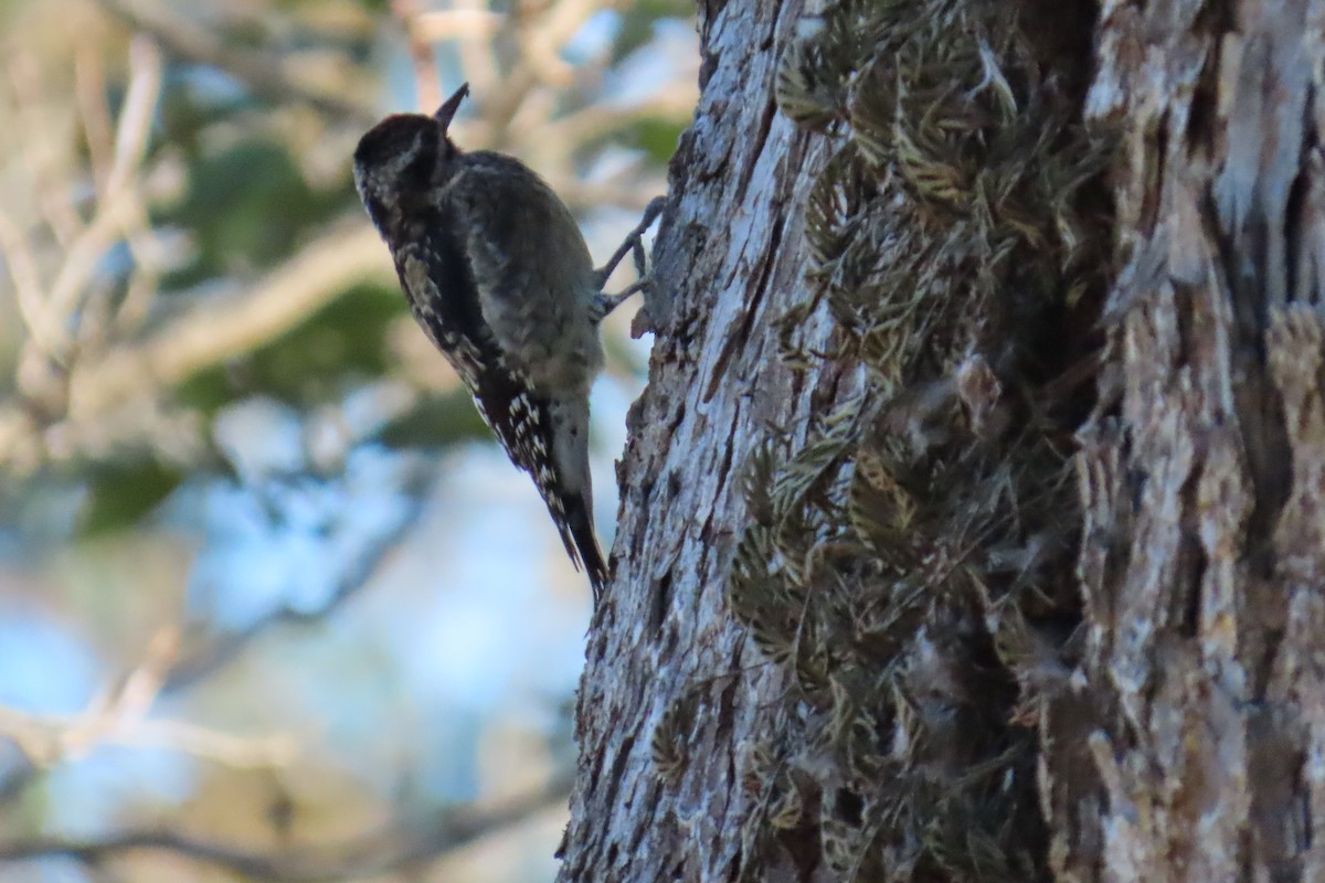 Gelbbauch-Saftlecker - ML644813507