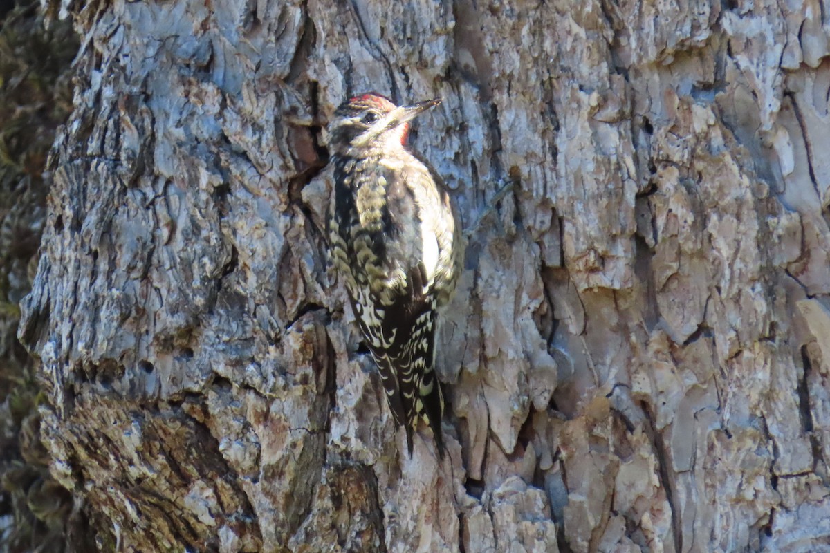 Gelbbauch-Saftlecker - ML644813508