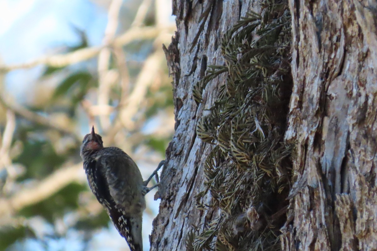 Gelbbauch-Saftlecker - ML644813509