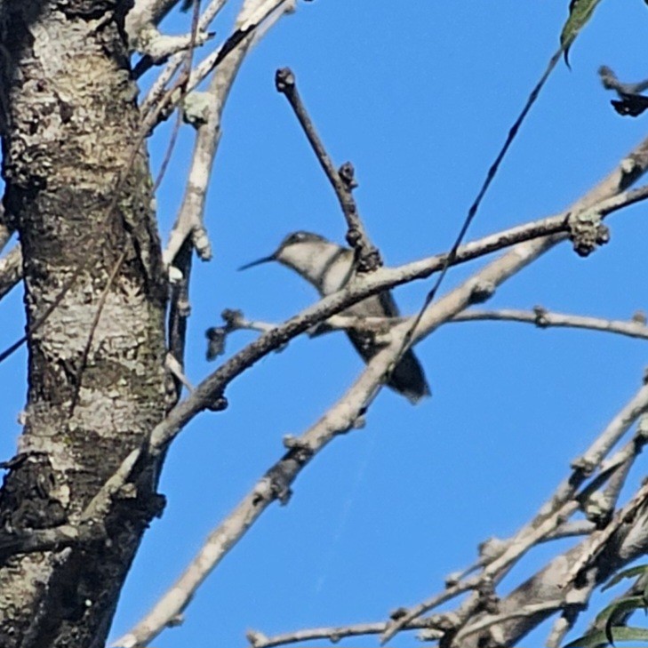 Рубиновогорлый колибри - ML644813513