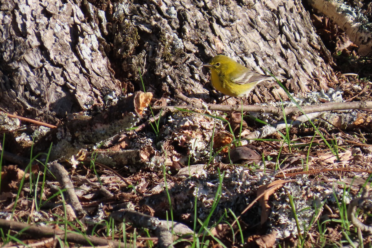 Pine Warbler - ML644813521