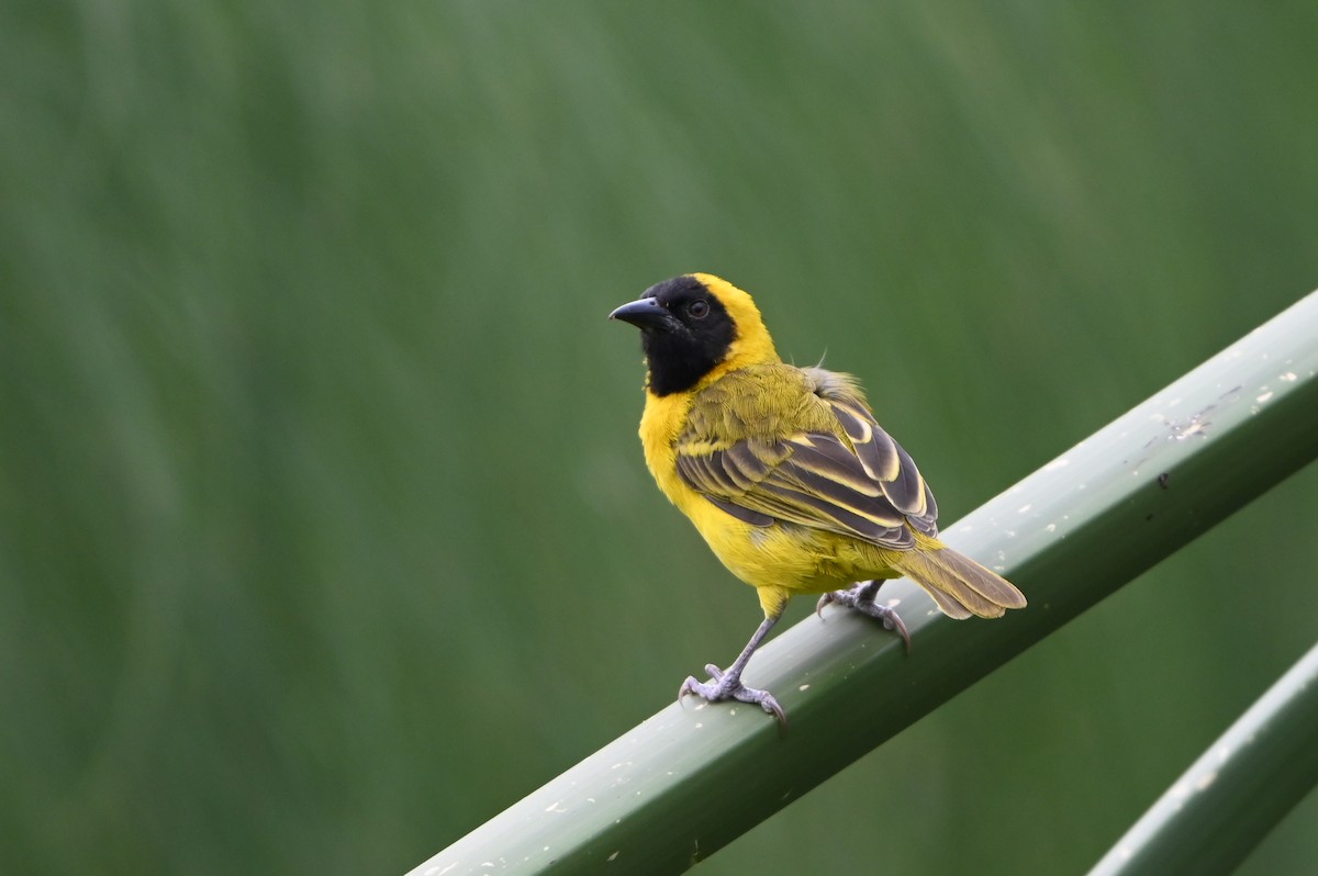 Slender-billed Weaver - ML644813524