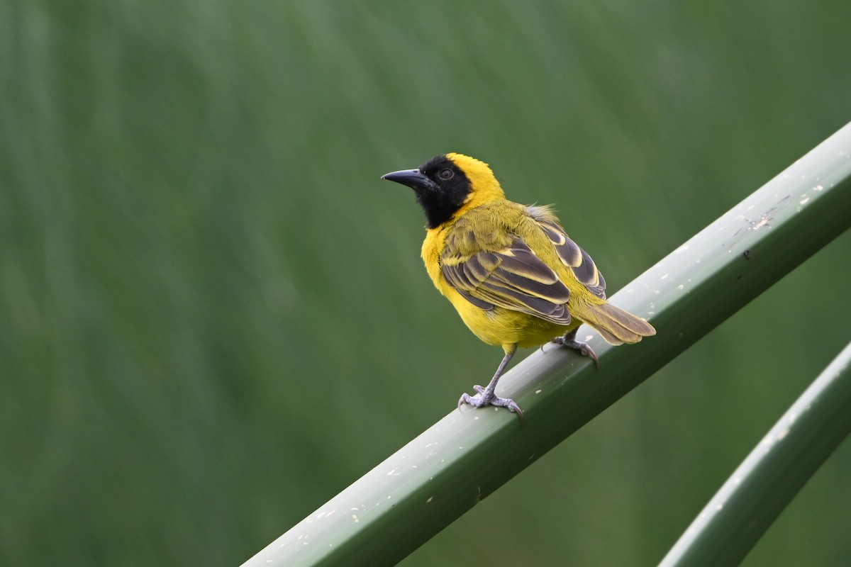 Slender-billed Weaver - ML644813525