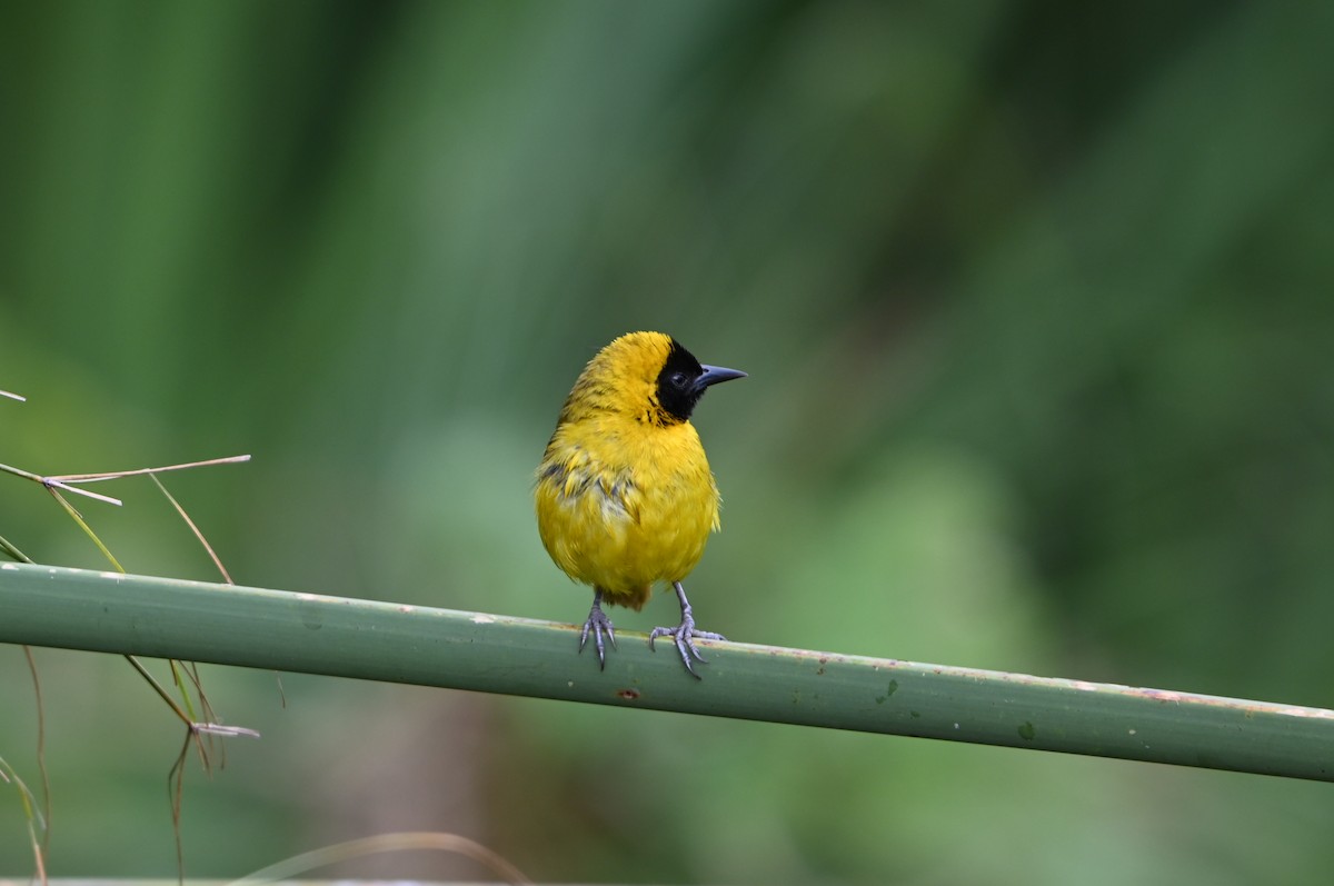 Slender-billed Weaver - ML644813526