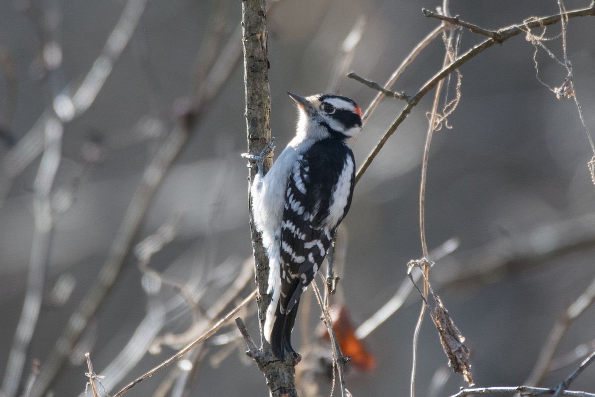 Yumuşak Tüylü Ağaçkakan - ML644813530