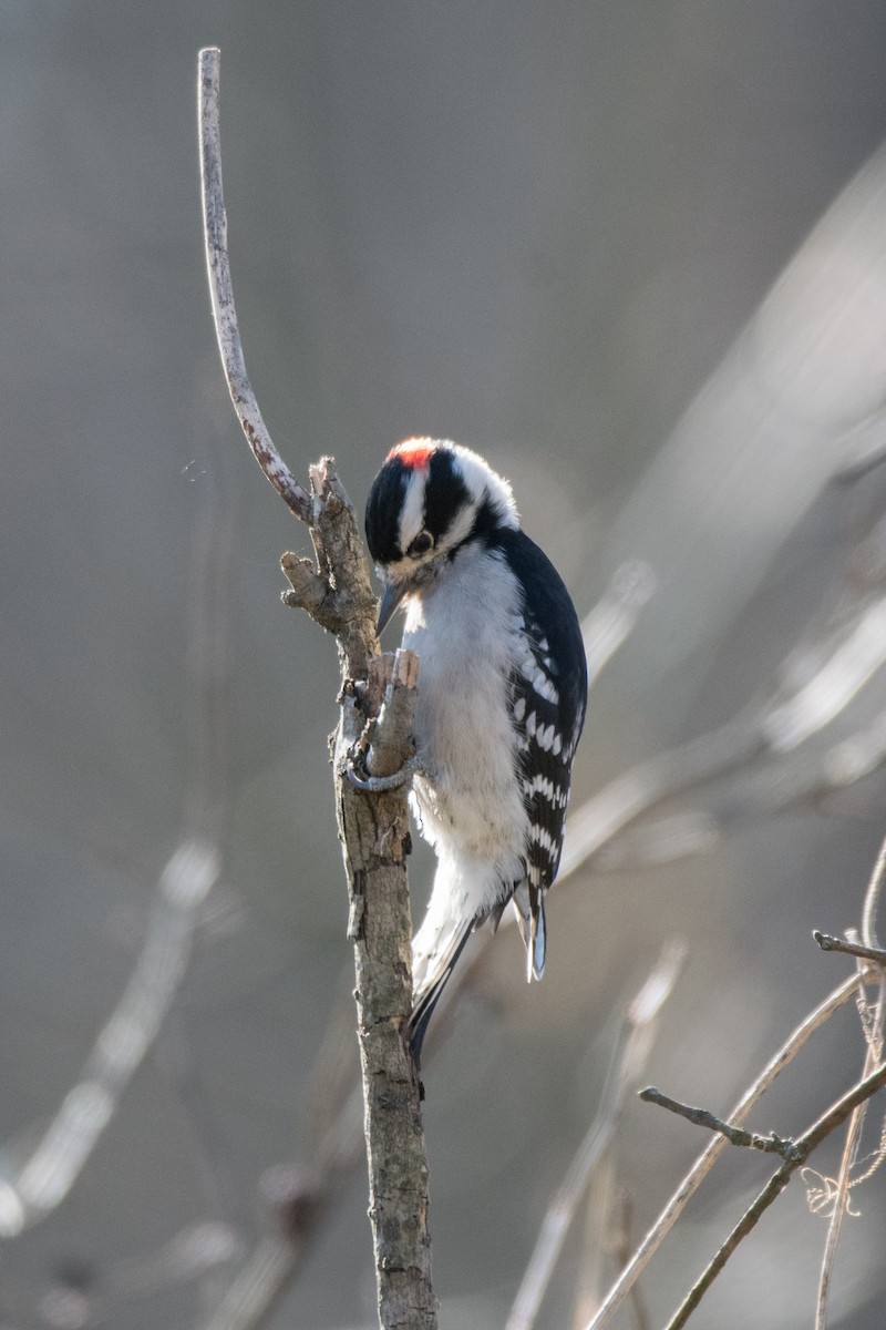 Yumuşak Tüylü Ağaçkakan - ML644813531