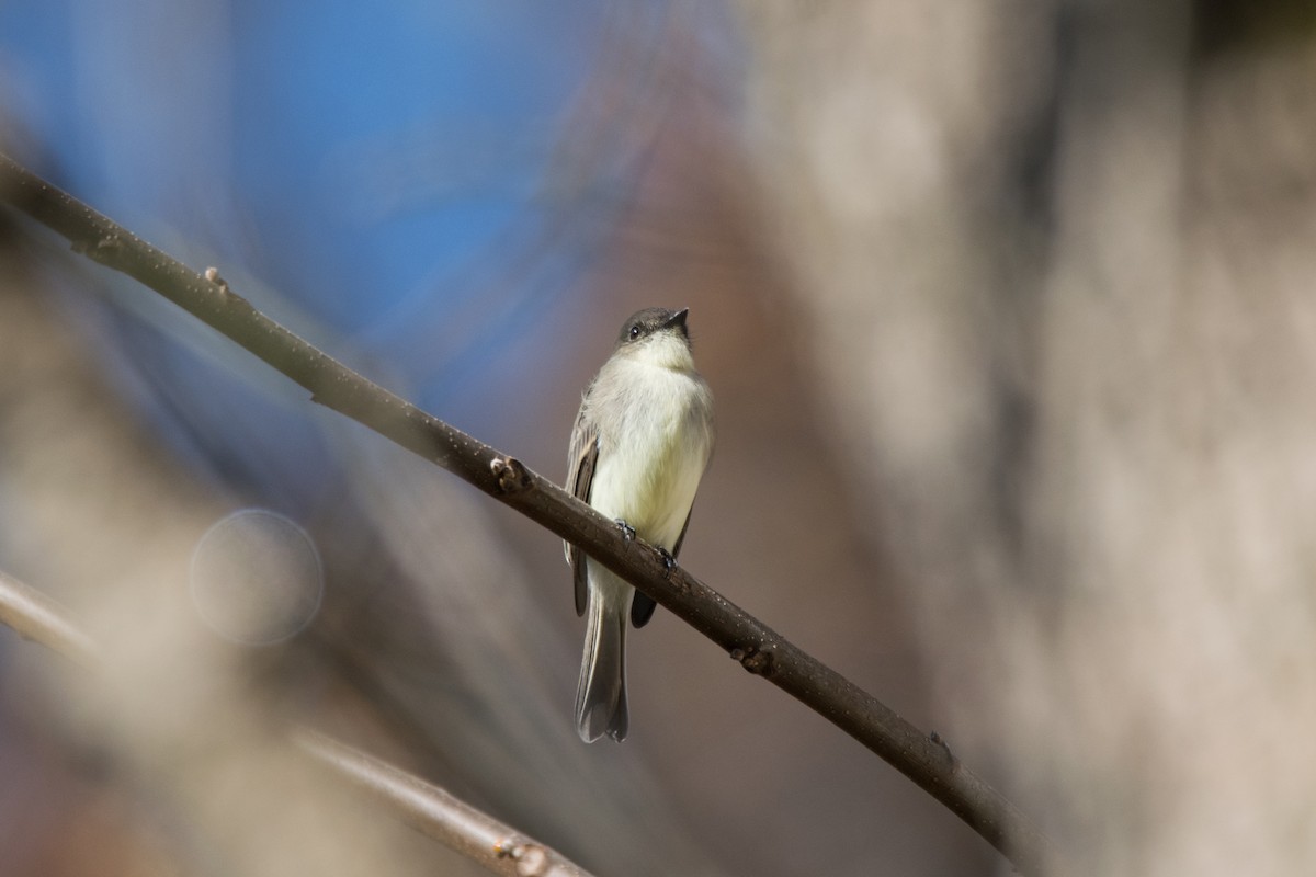 Ak Karınlı Fibi - ML644813536