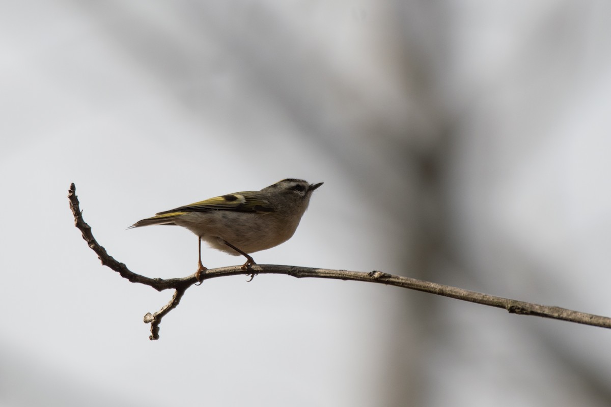 Sarı Taçlı Çalıkuşu - ML644813537