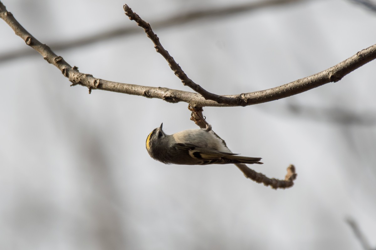 Sarı Taçlı Çalıkuşu - ML644813538