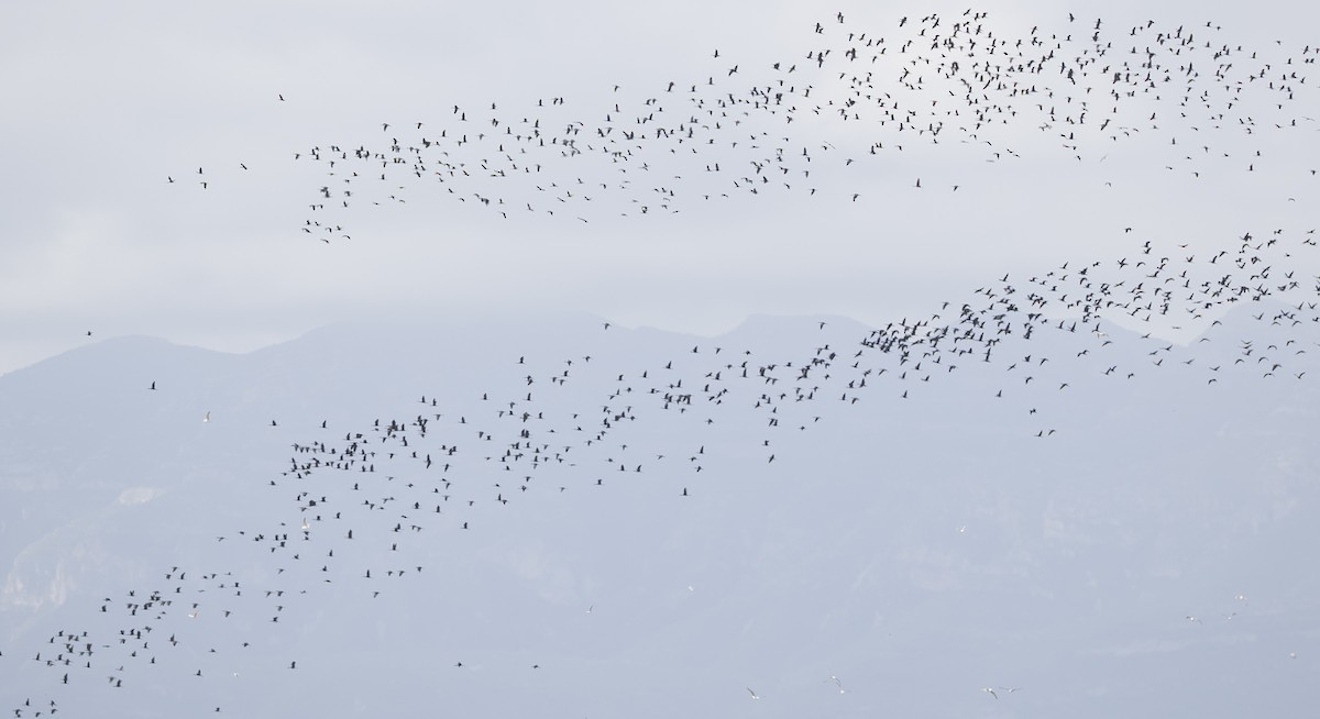 Glossy Ibis - ML644813539