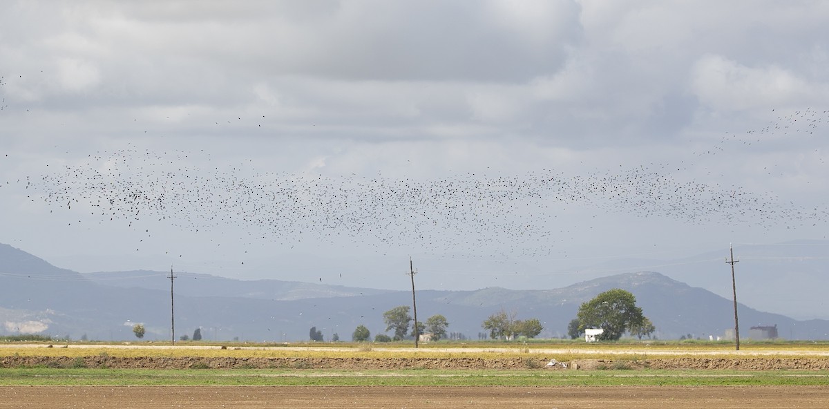 Glossy Ibis - ML644813540