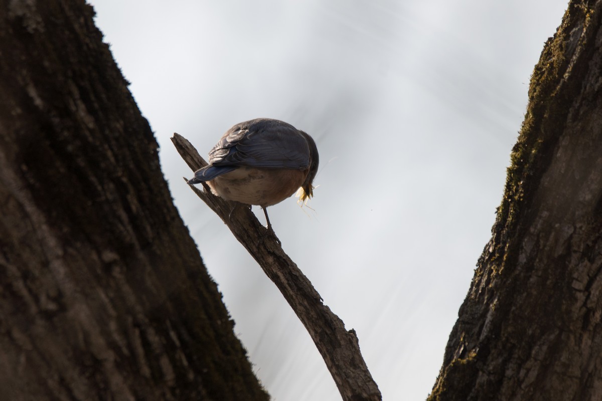 Doğulu Mavi Ardıç - ML644813543