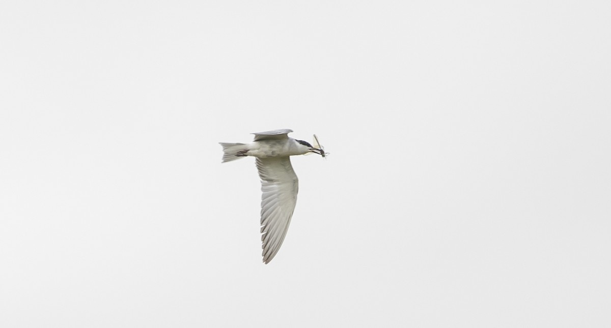 Whiskered Tern - ML644813551