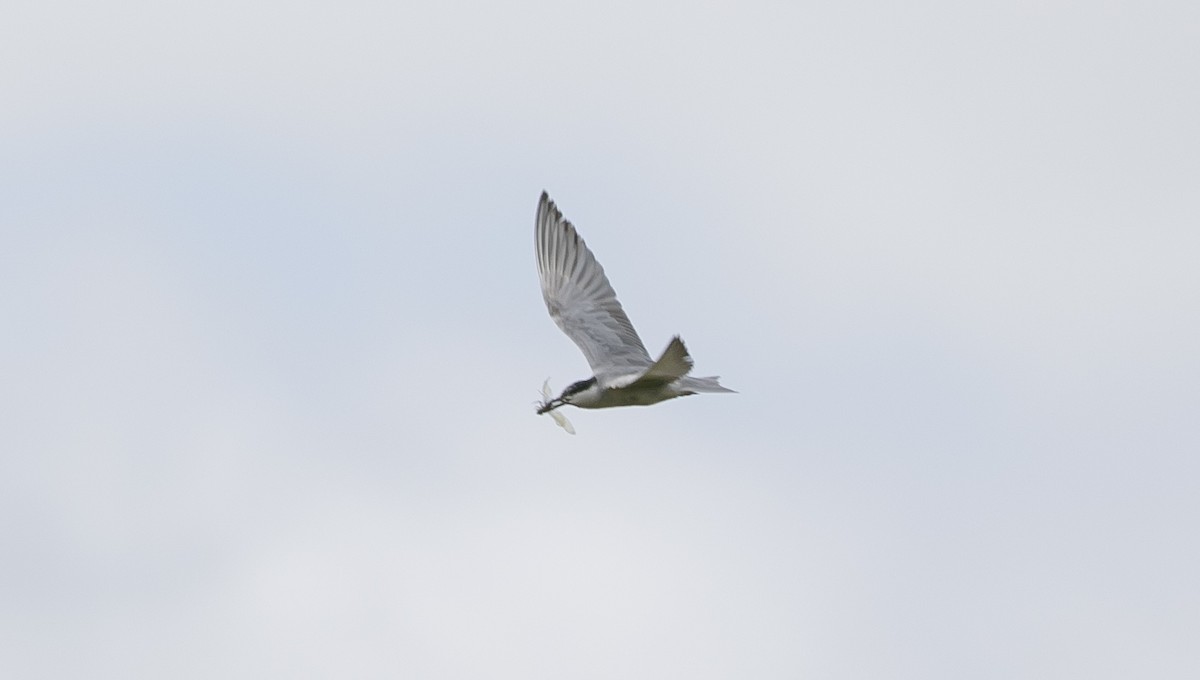 Whiskered Tern - ML644813552