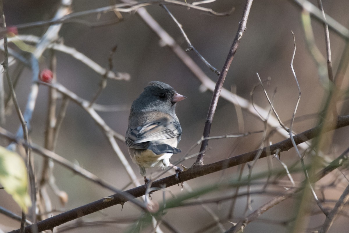 Kara Gözlü Junko - ML644813553