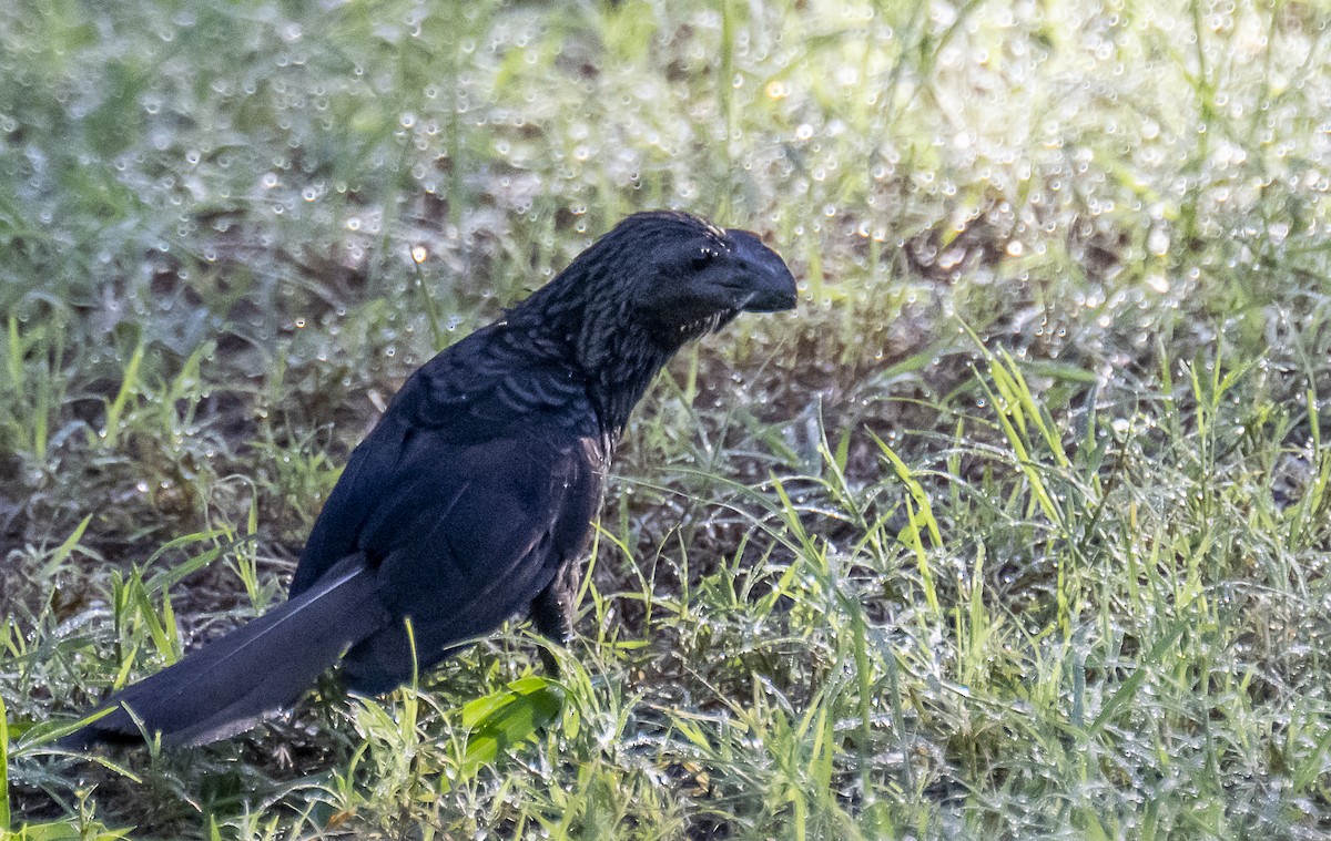 Smooth-billed Ani - ML644813556