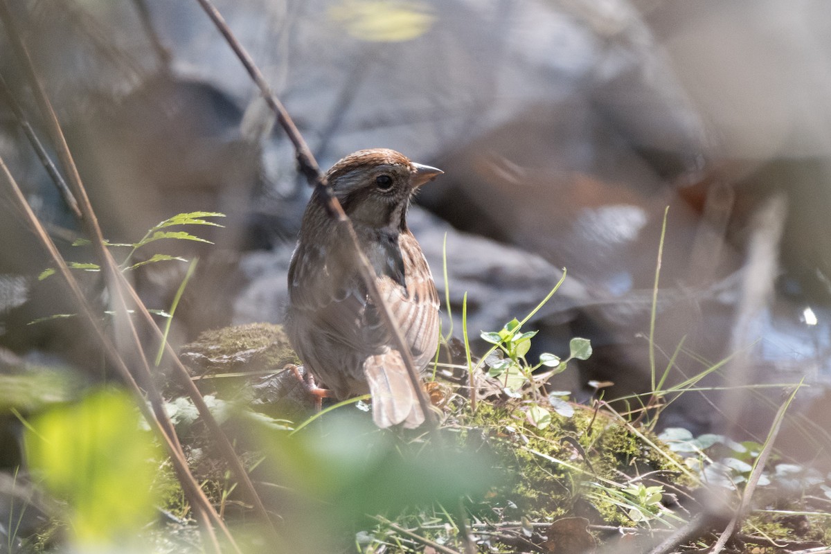 Ötücü Serçe - ML644813557