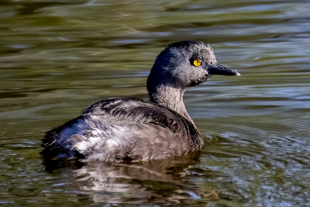 Least Grebe - ML644813580