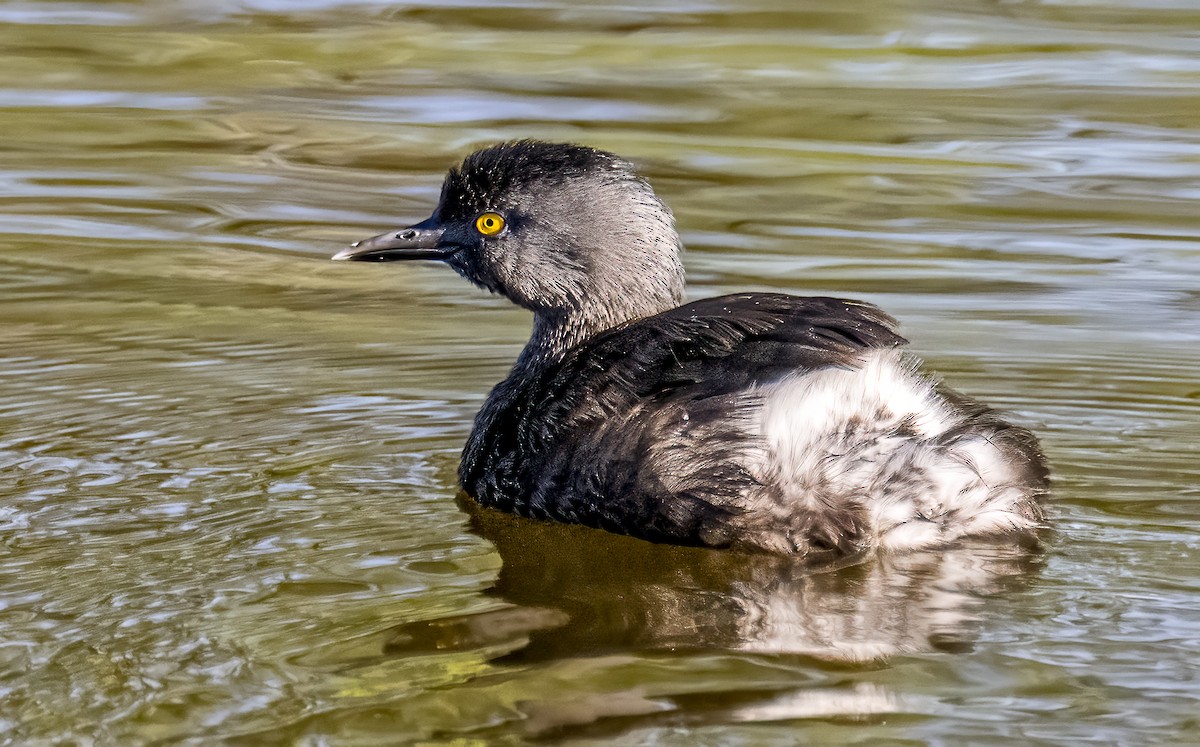 Least Grebe - ML644813581