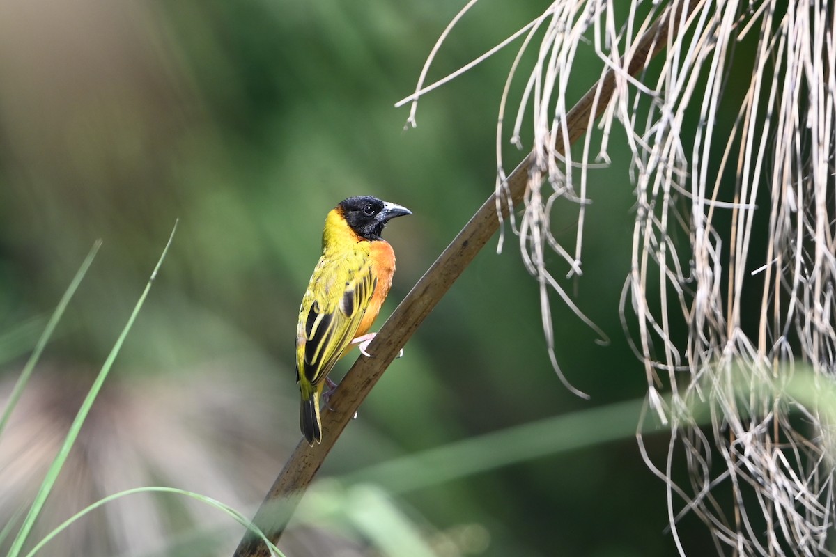 Black-headed Weaver - ML644813590