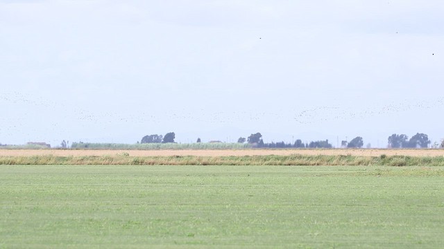 Glossy Ibis - ML644813591