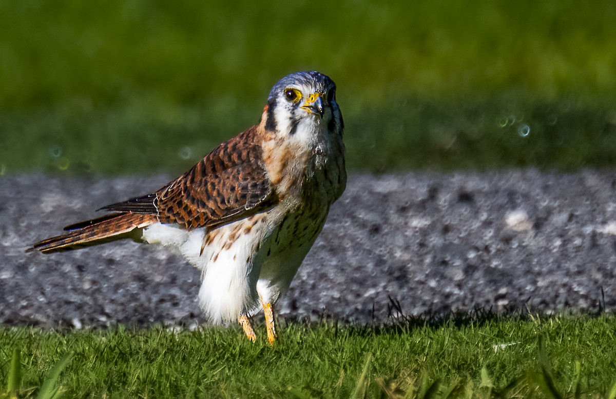 American Kestrel - ML644813597