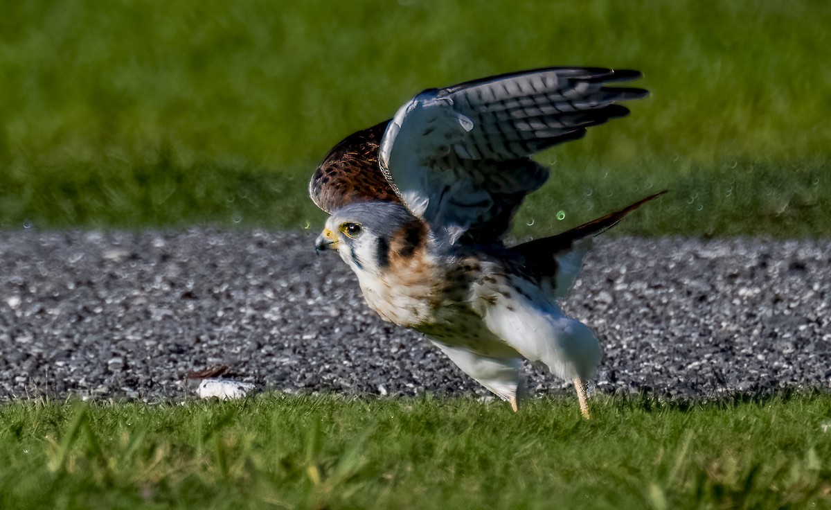 American Kestrel - ML644813599