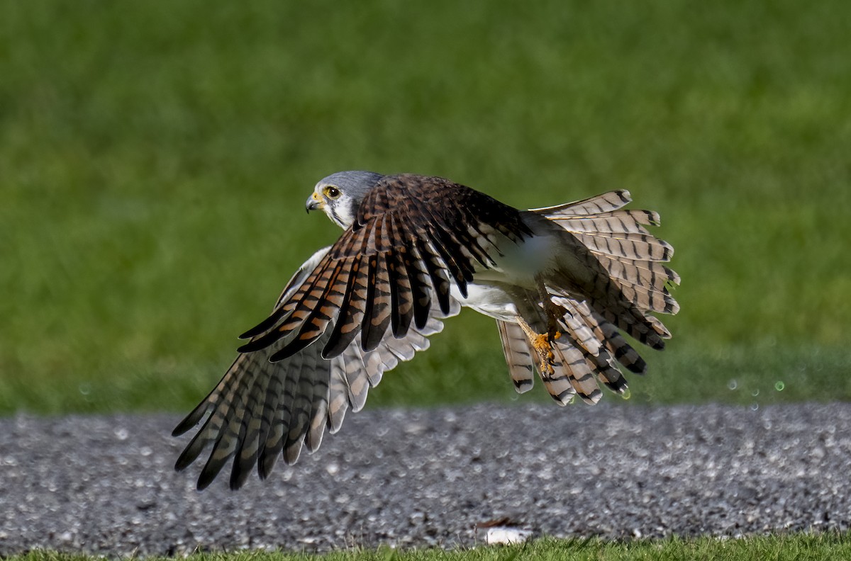 American Kestrel - ML644813601
