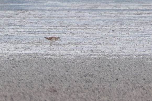 vodouš bahenní - ML644813632