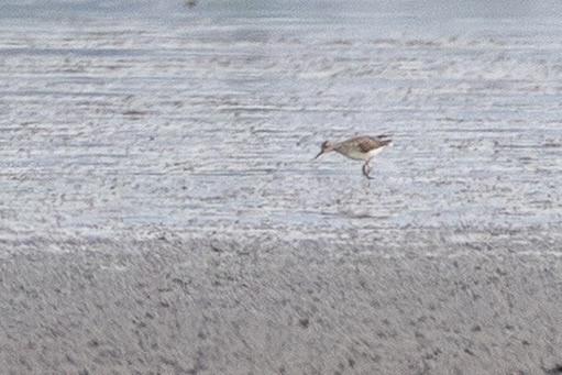 vodouš bahenní - ML644813633