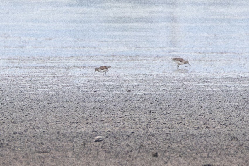 vodouš bahenní - ML644813634