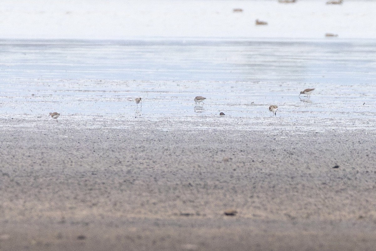 vodouš bahenní - ML644813635