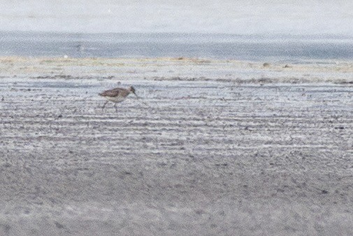 vodouš bahenní - ML644813636