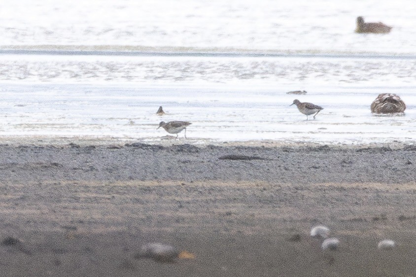 vodouš bahenní - ML644813637