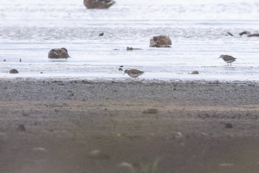 vodouš bahenní - ML644813638