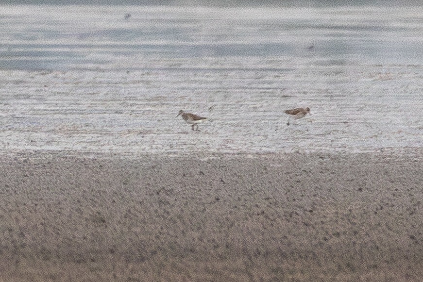 vodouš bahenní - ML644813639