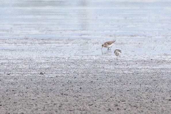 vodouš bahenní - ML644813640