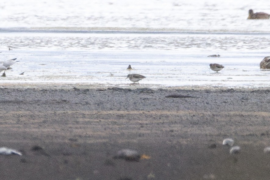 vodouš bahenní - ML644813642