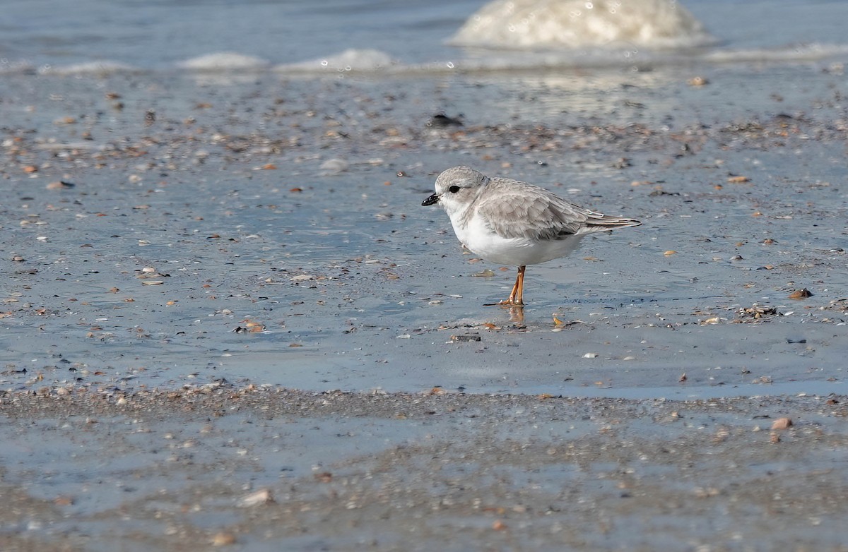 Piping Plover - ML644813643